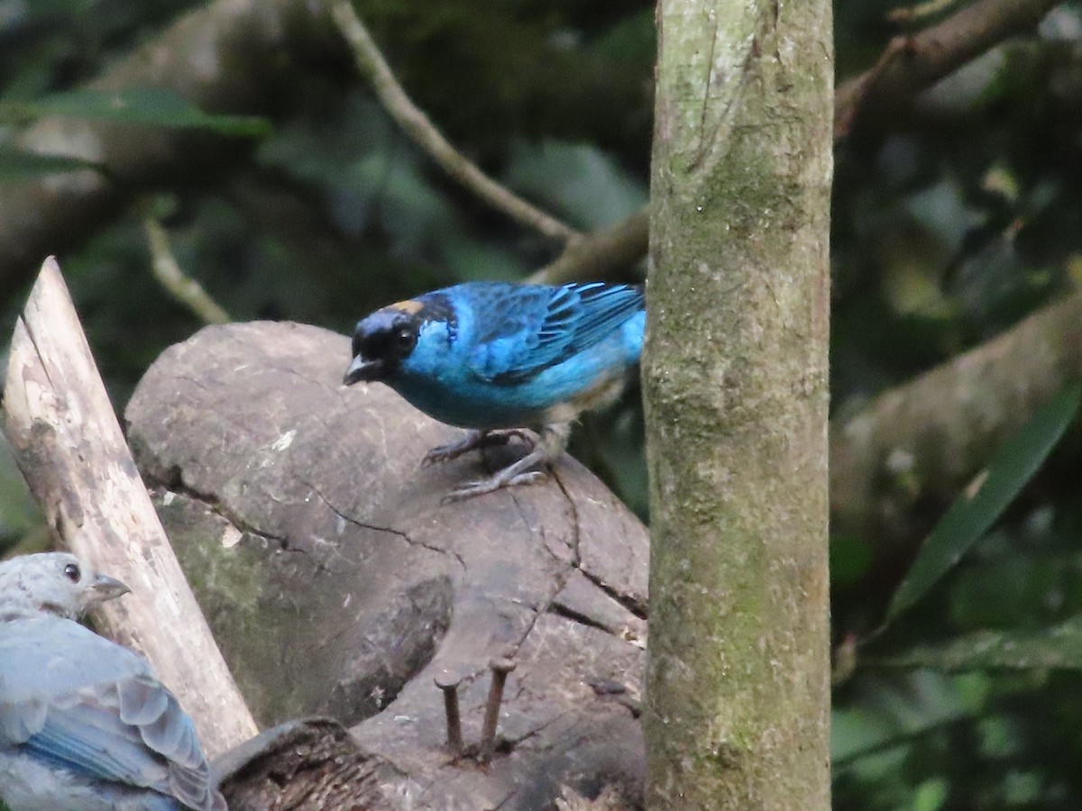 Golden-naped Tanager - ML628788102