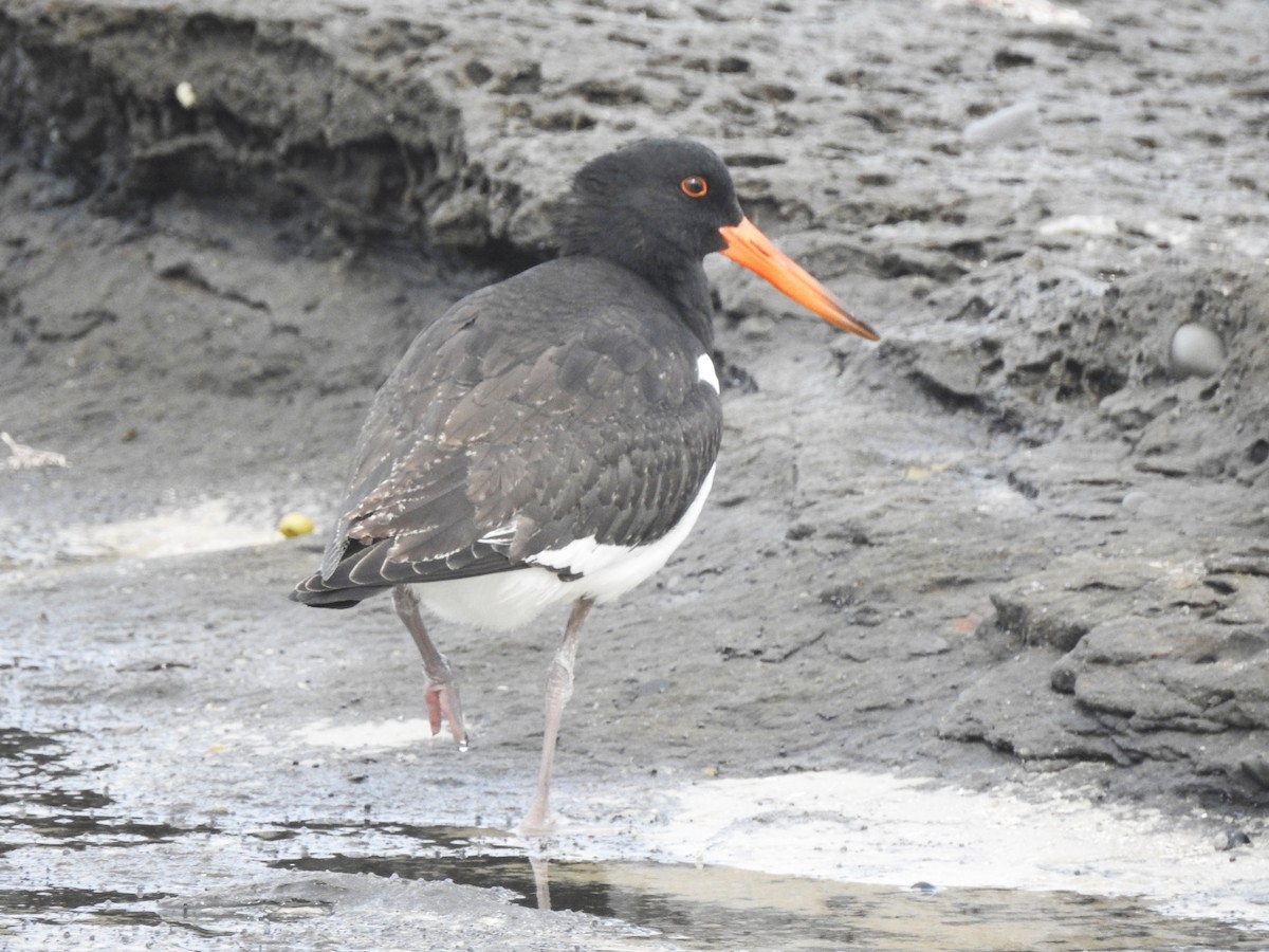 Pied Oystercatcher - ML628788263