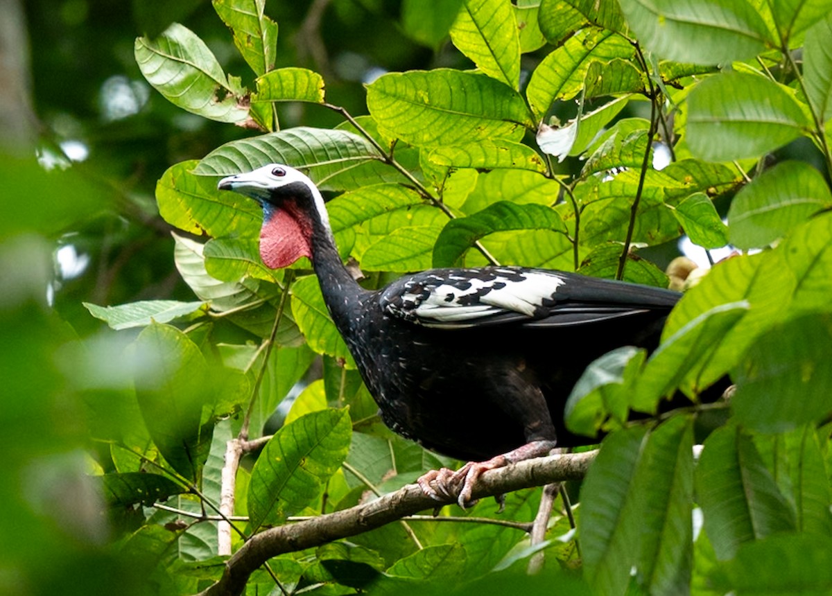 Red-throated Piping-Guan - ML628788488