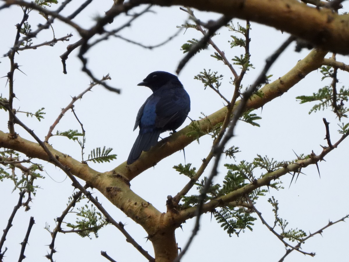 Purple-throated Cuckooshrike - ML628788555