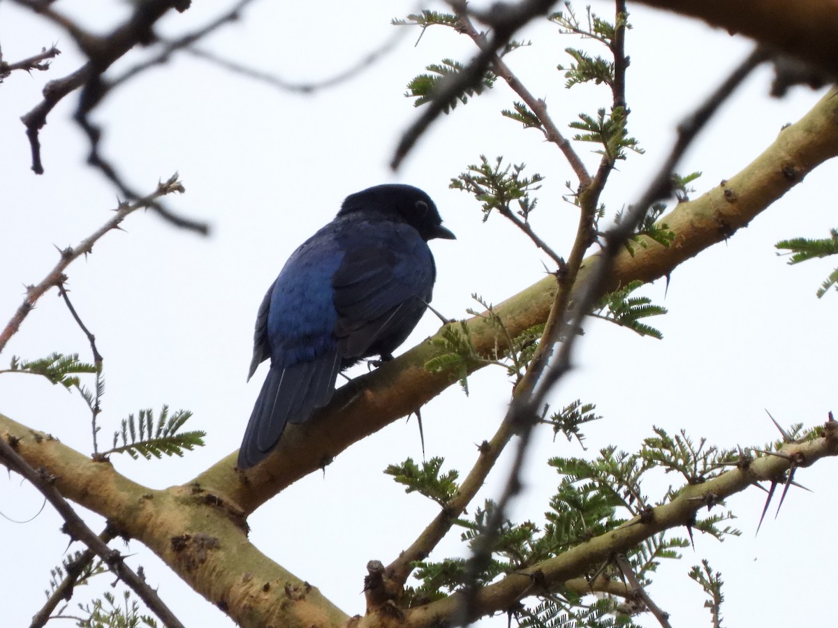 Purple-throated Cuckooshrike - ML628788556