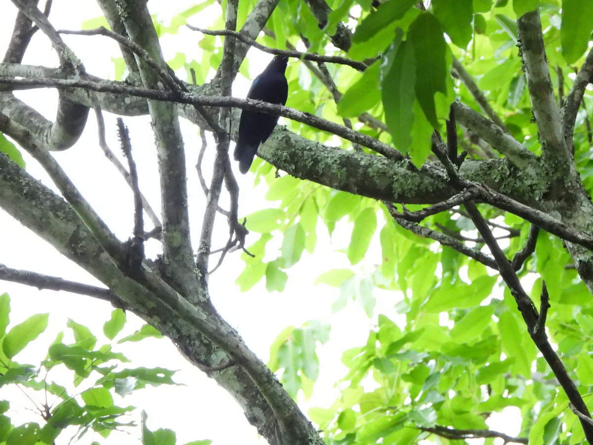 Purple-throated Cuckooshrike - ML628788557