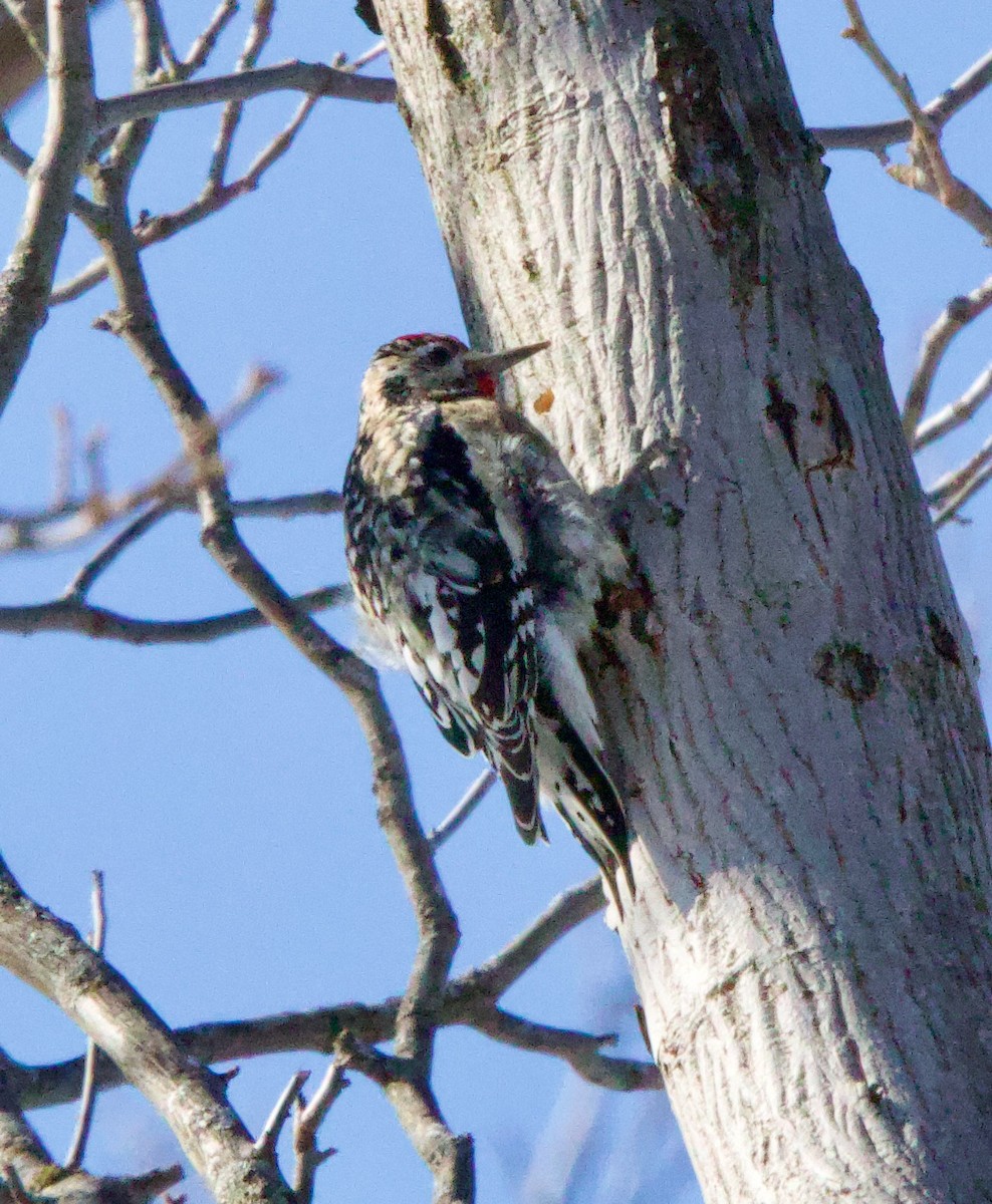 Yellow-bellied Sapsucker - ML628788577