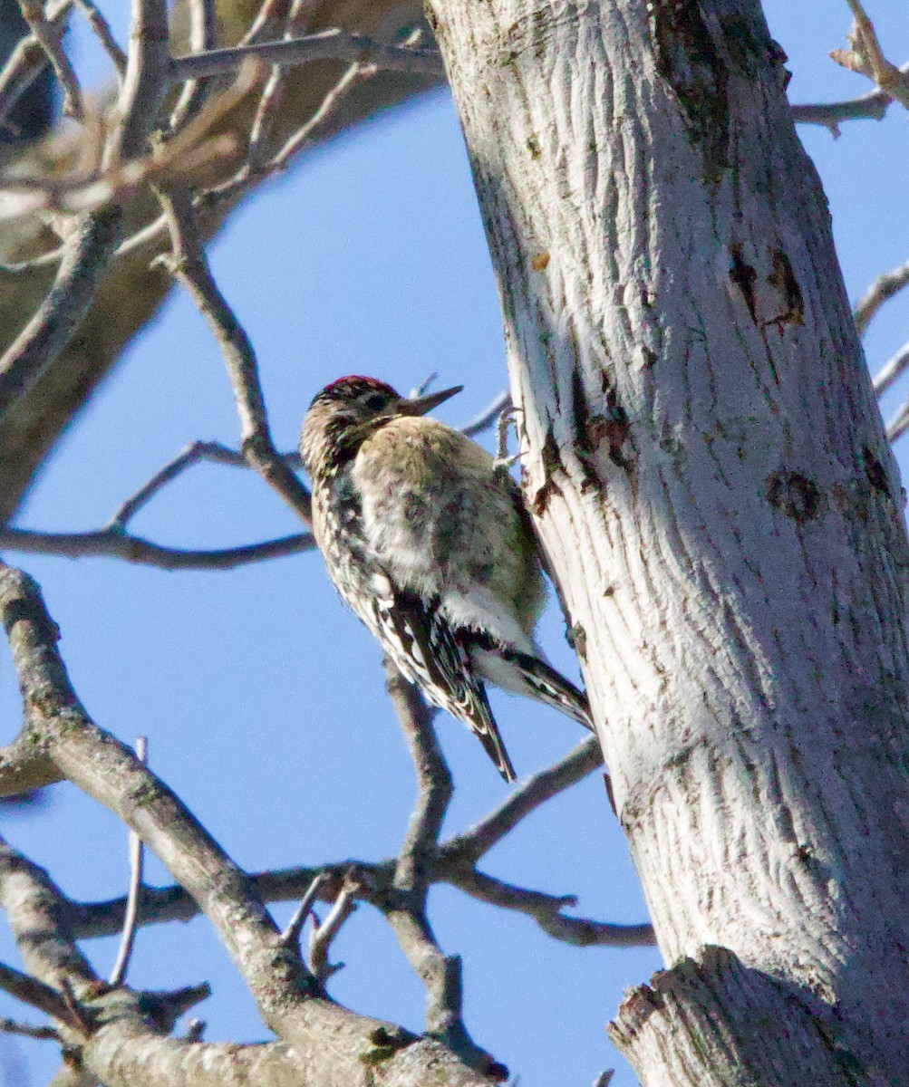 Yellow-bellied Sapsucker - ML628788578
