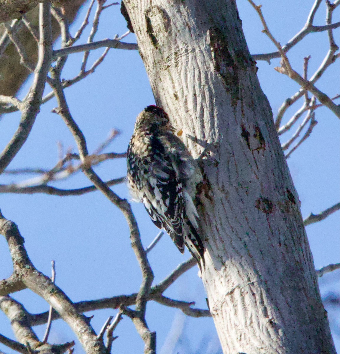 Yellow-bellied Sapsucker - ML628788579