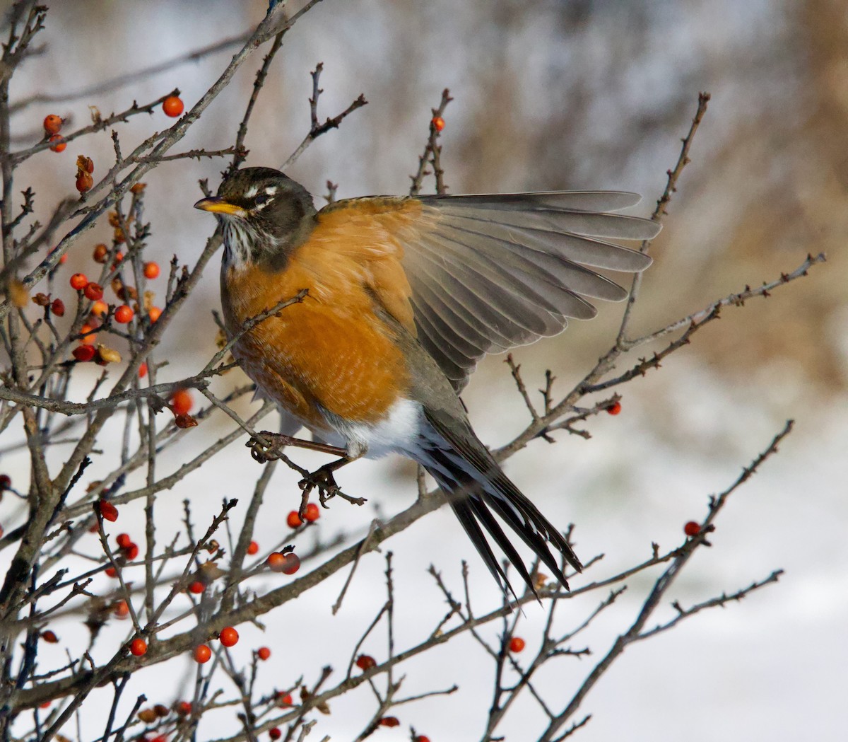 American Robin - ML628788667