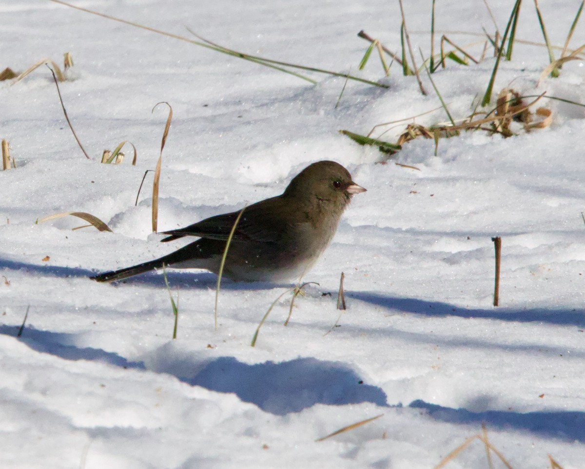 Dark-eyed Junco - ML628788686