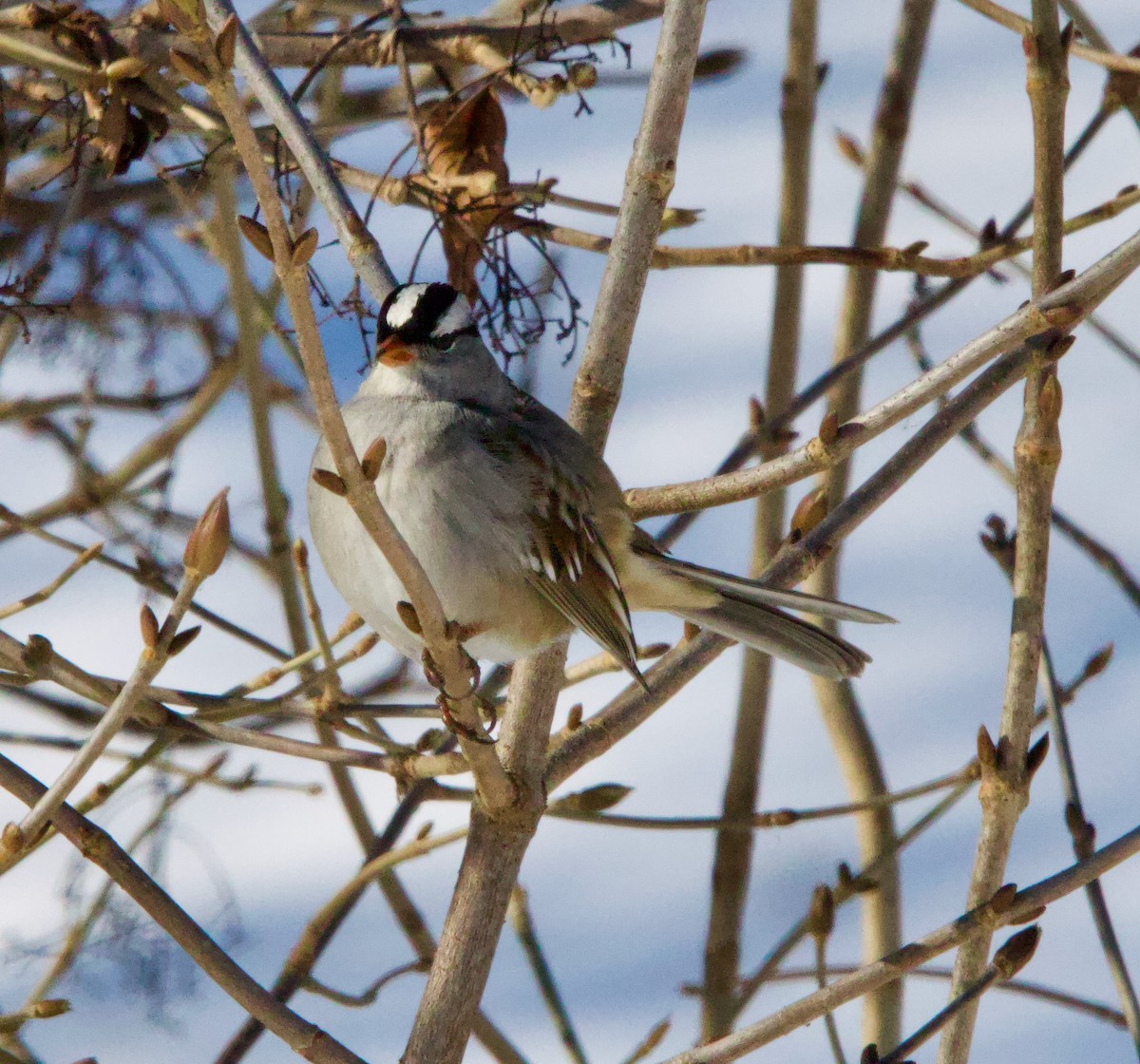 White-crowned Sparrow - ML628788698