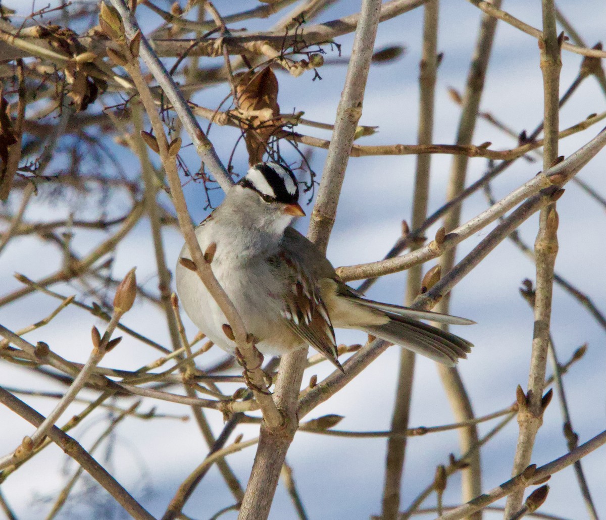 White-crowned Sparrow - ML628788699
