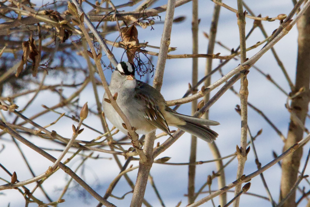White-crowned Sparrow - ML628788700