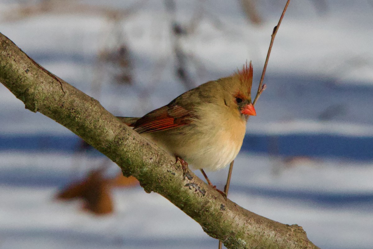 Northern Cardinal - ML628788722