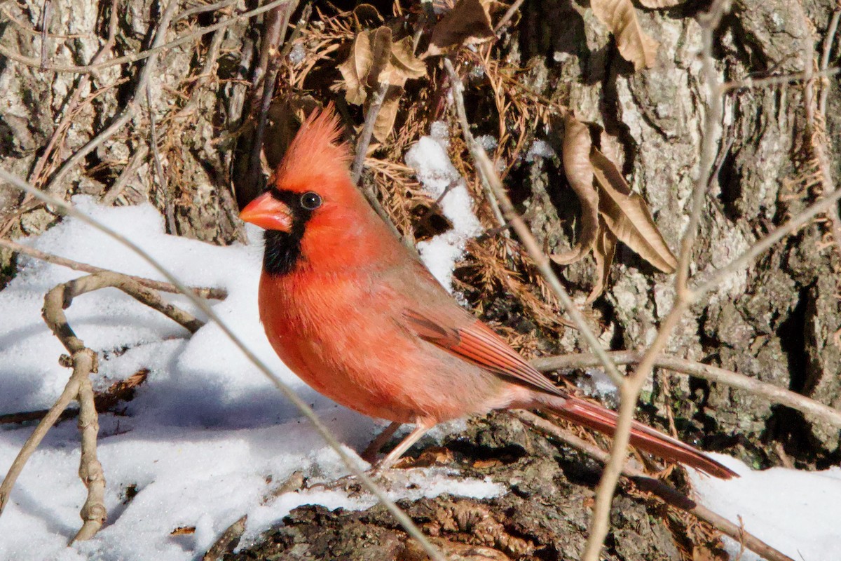 Northern Cardinal - ML628788723