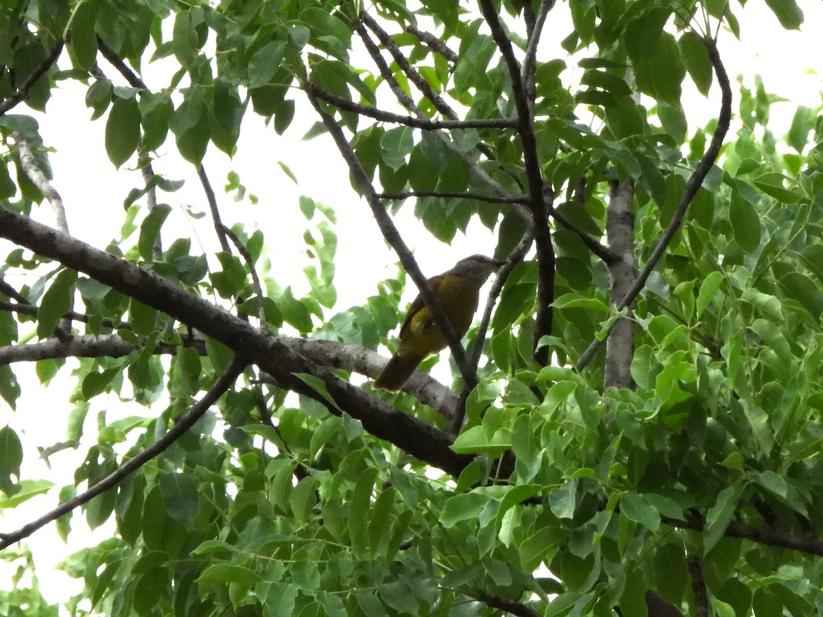 Purple-throated Cuckooshrike - ML628788731