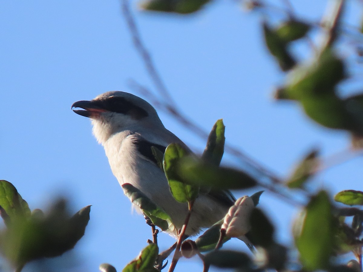 Loggerhead Shrike - ML628788879