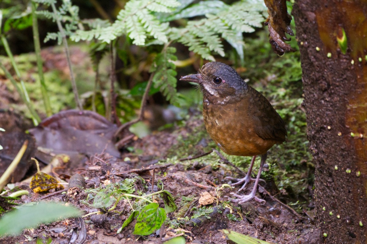 Moustached Antpitta - ML628788887