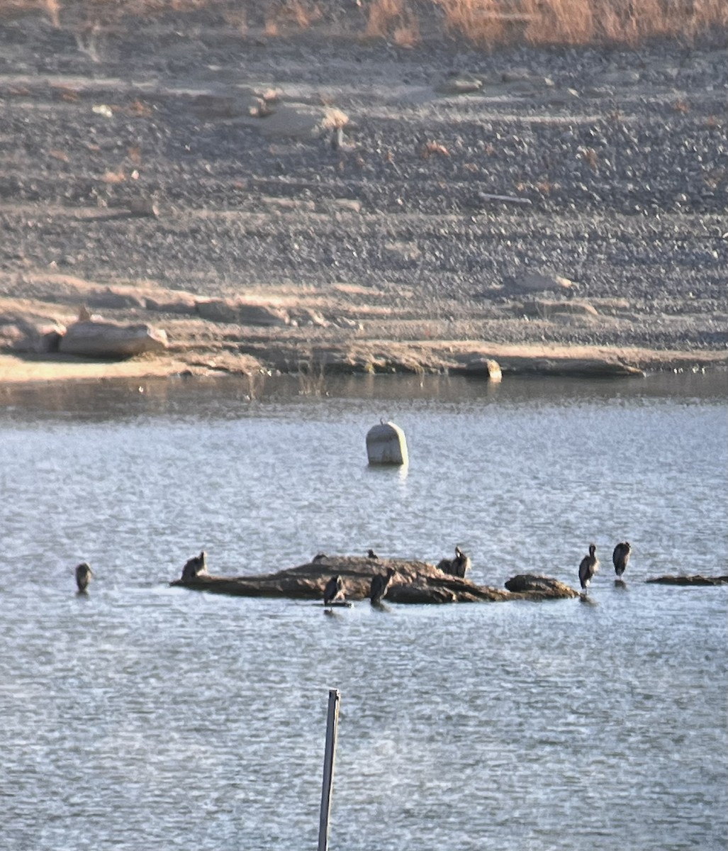 Great Blue Heron - ML628788910