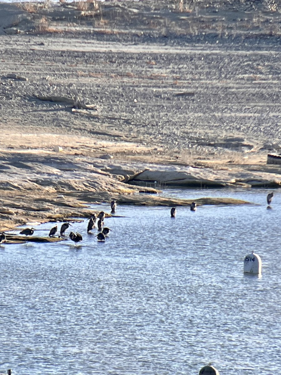 Great Blue Heron - ML628788911