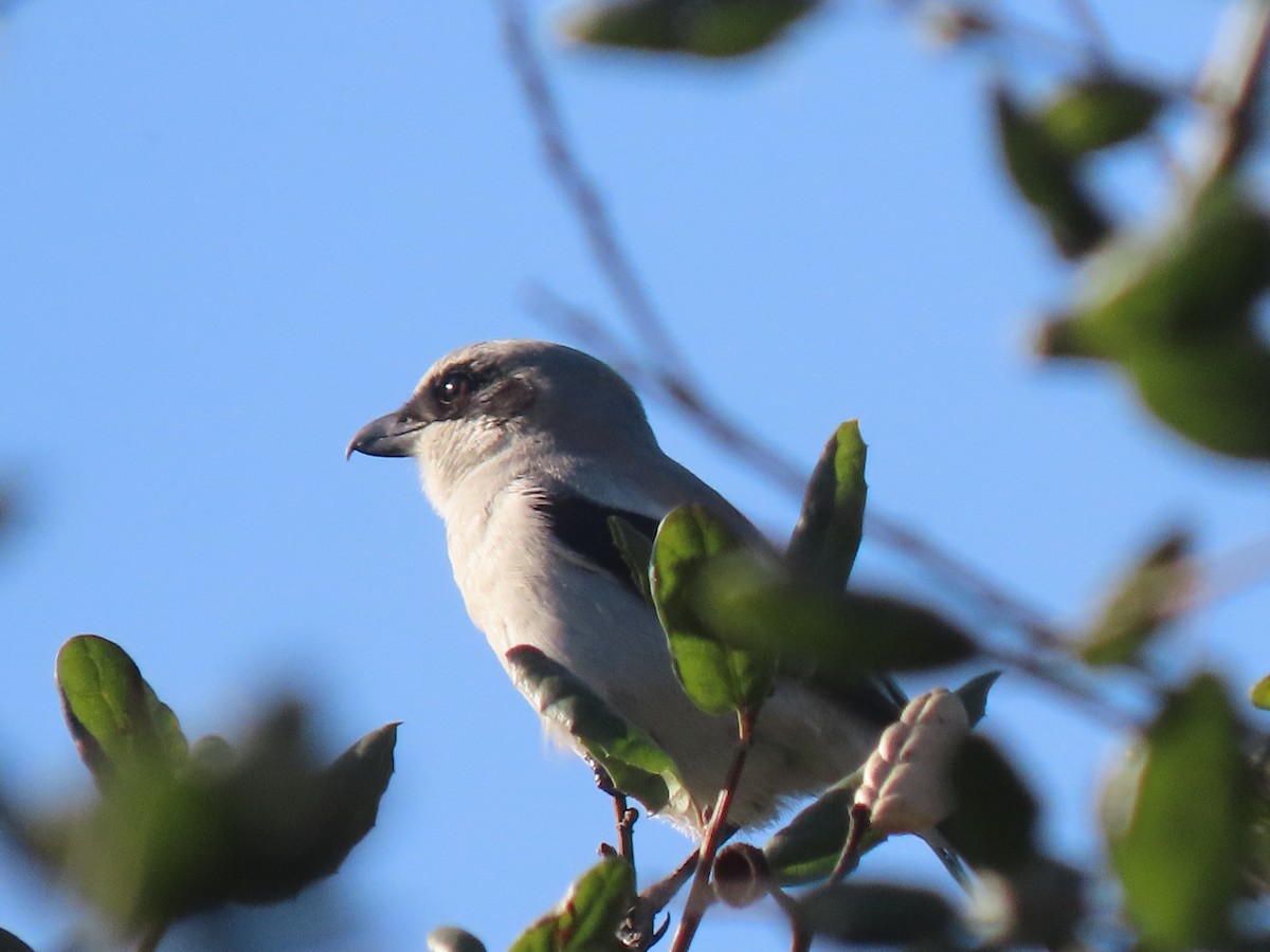 Loggerhead Shrike - ML628788915