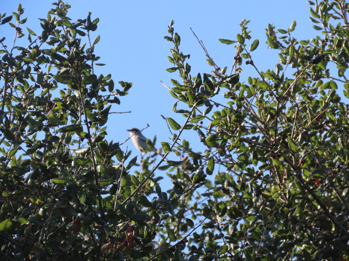 Loggerhead Shrike - ML628788919