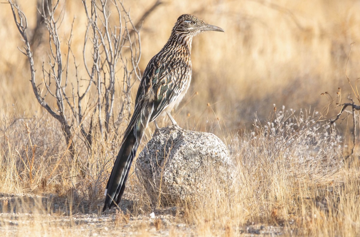 Greater Roadrunner - ML628788927