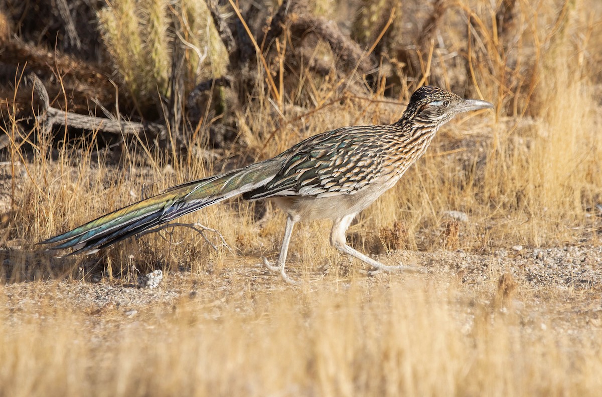 Greater Roadrunner - ML628788928