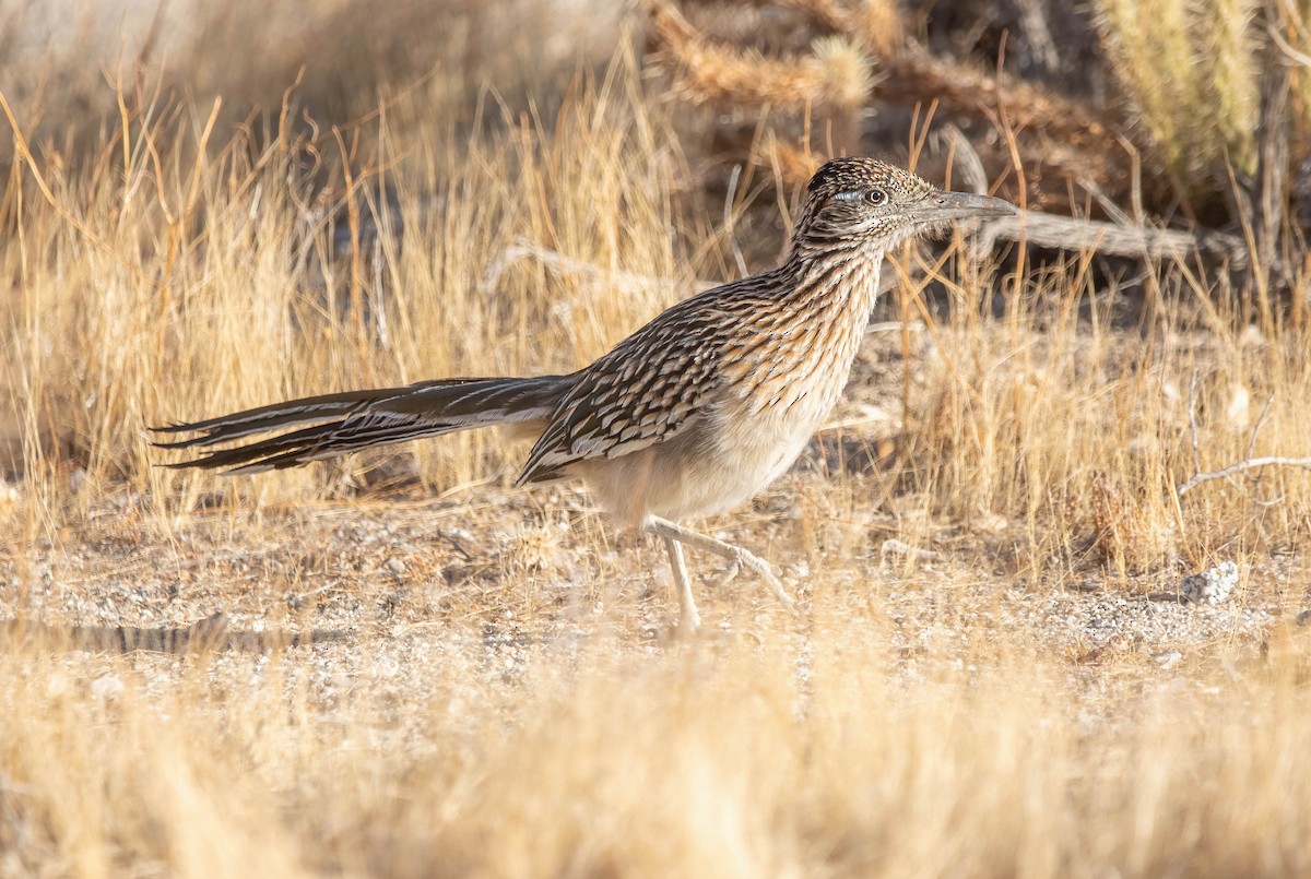 Greater Roadrunner - ML628788929
