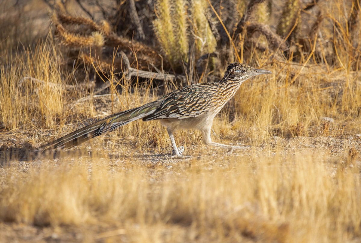 Greater Roadrunner - ML628788931