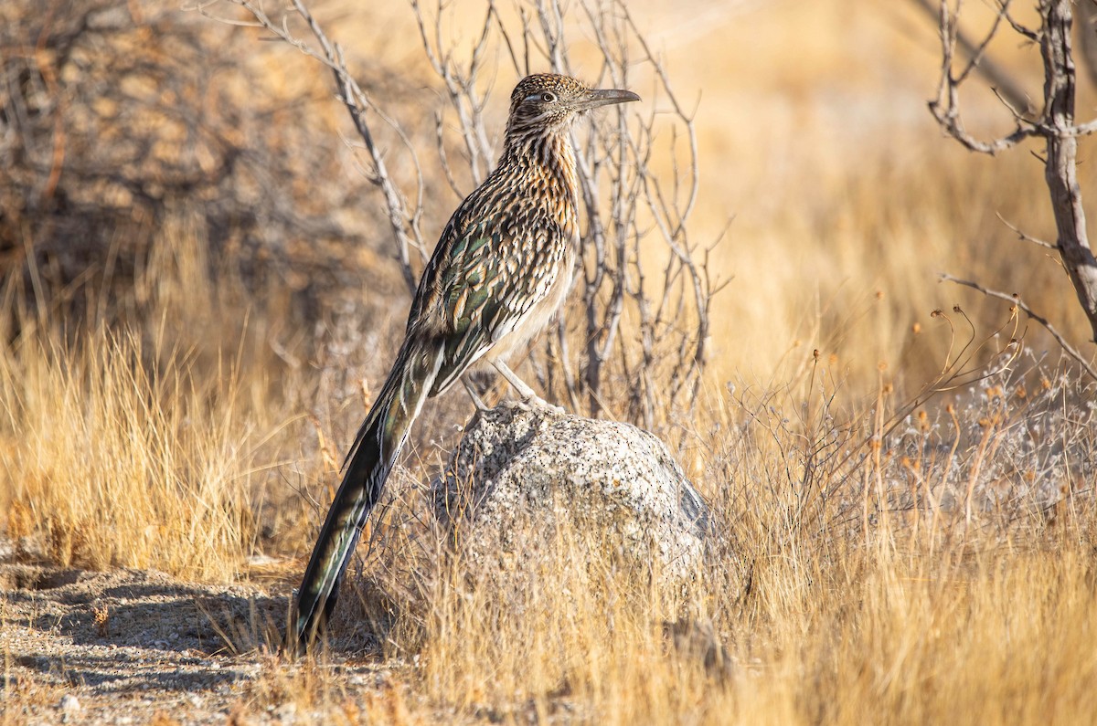 Greater Roadrunner - ML628788932