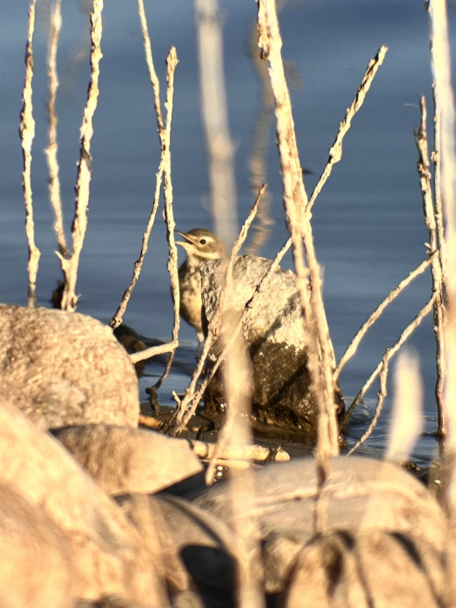 American Pipit - ML628788937