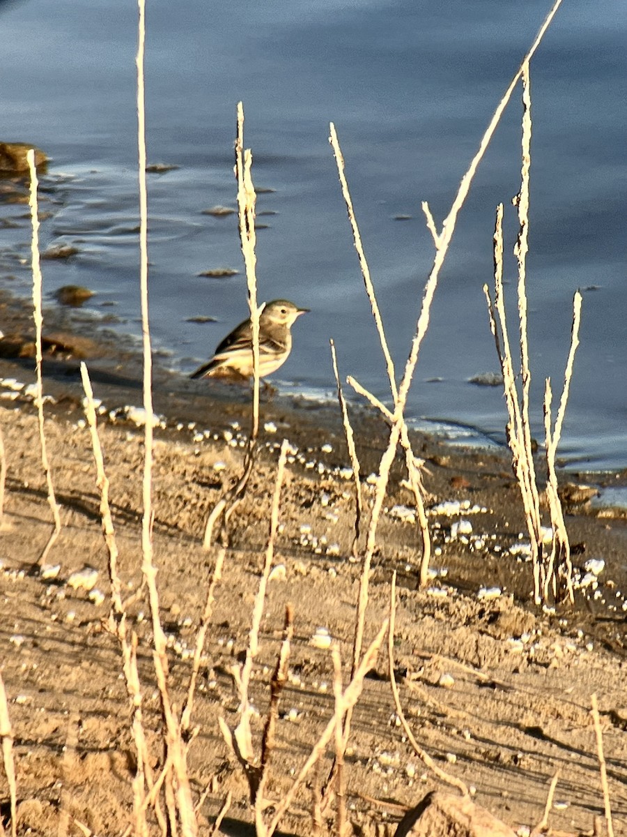 American Pipit - ML628788938