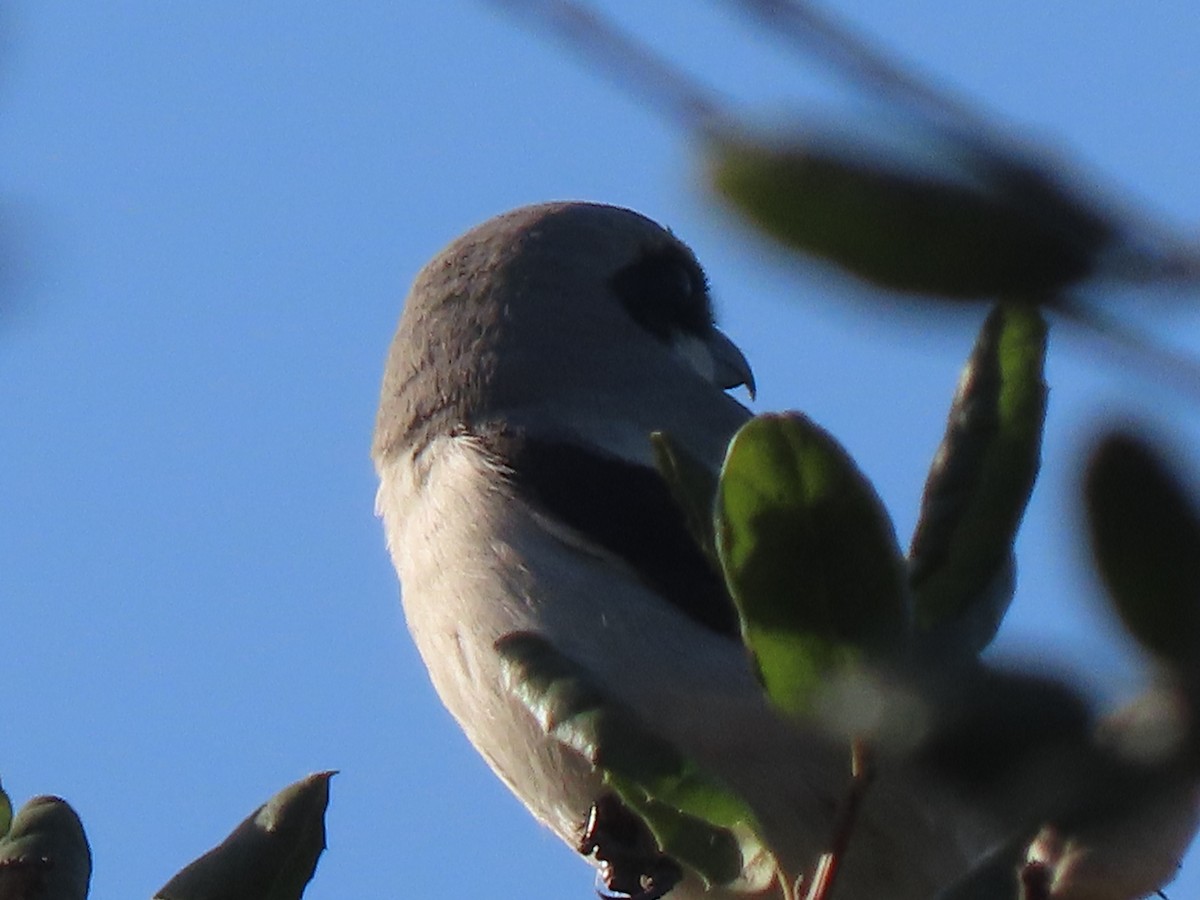 Loggerhead Shrike - ML628788939