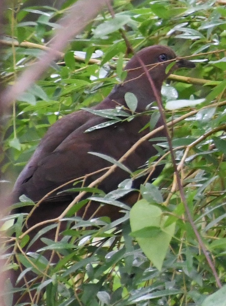 Brown Cuckoo-Dove - ML628788983