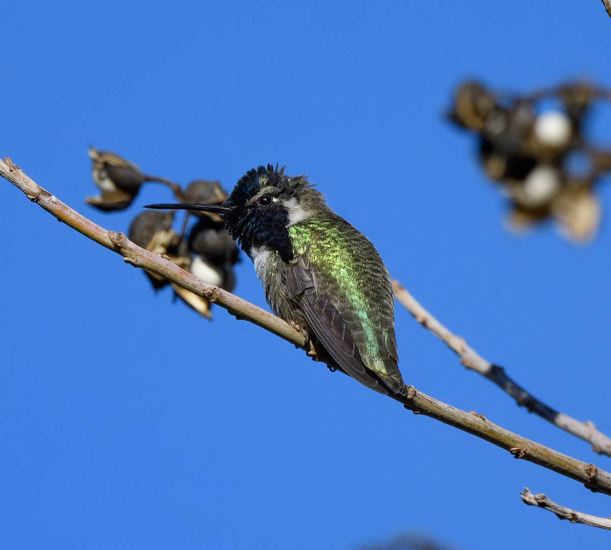 Costa's Hummingbird - ML628789001