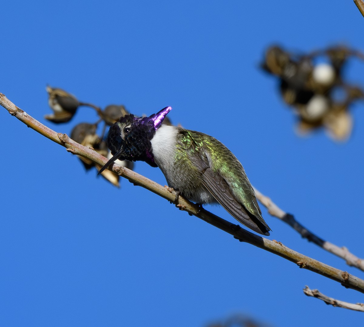 Costa's Hummingbird - ML628789002