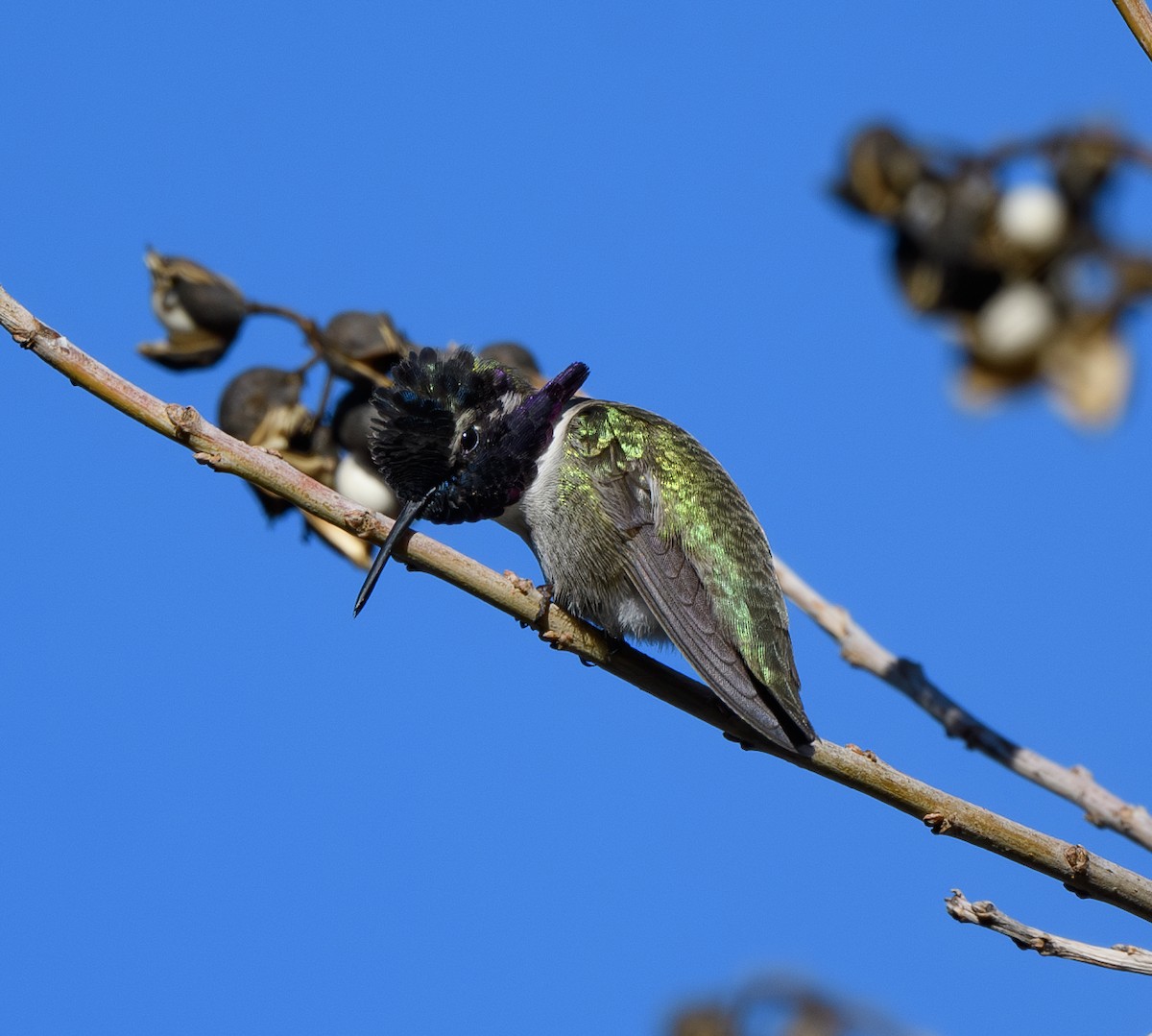 Costa's Hummingbird - ML628789006