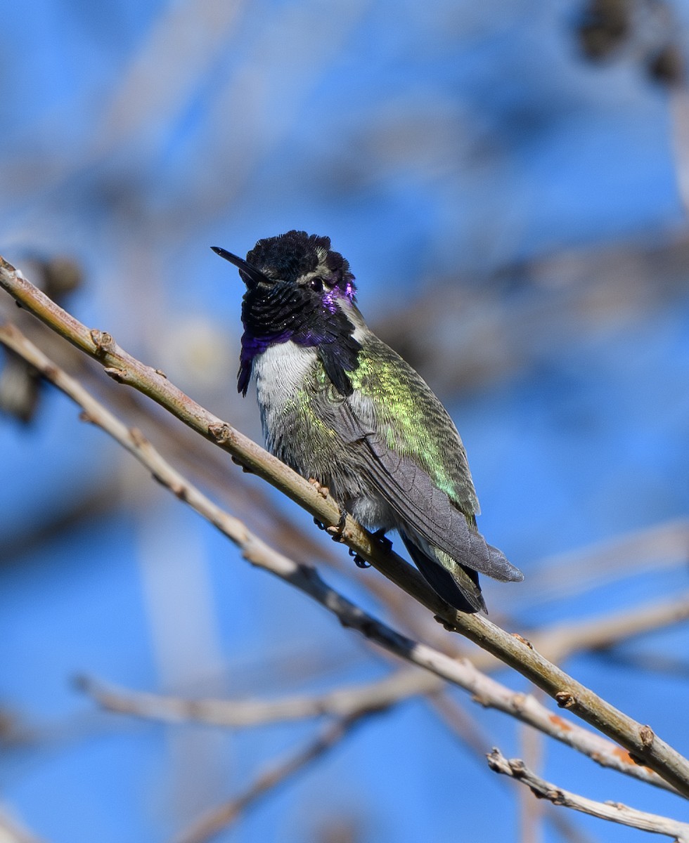 Costa's Hummingbird - ML628789008