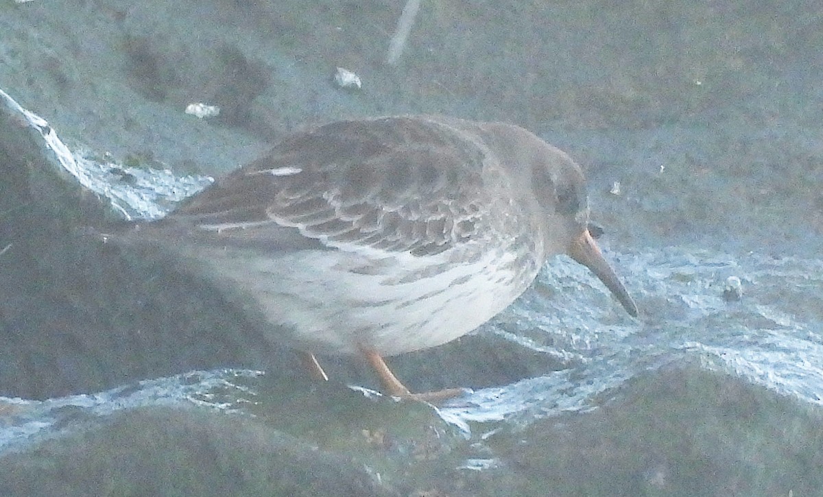 Purple Sandpiper - ML628789040