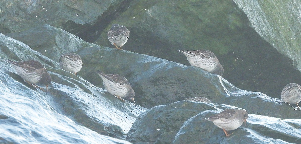 Purple Sandpiper - ML628789055