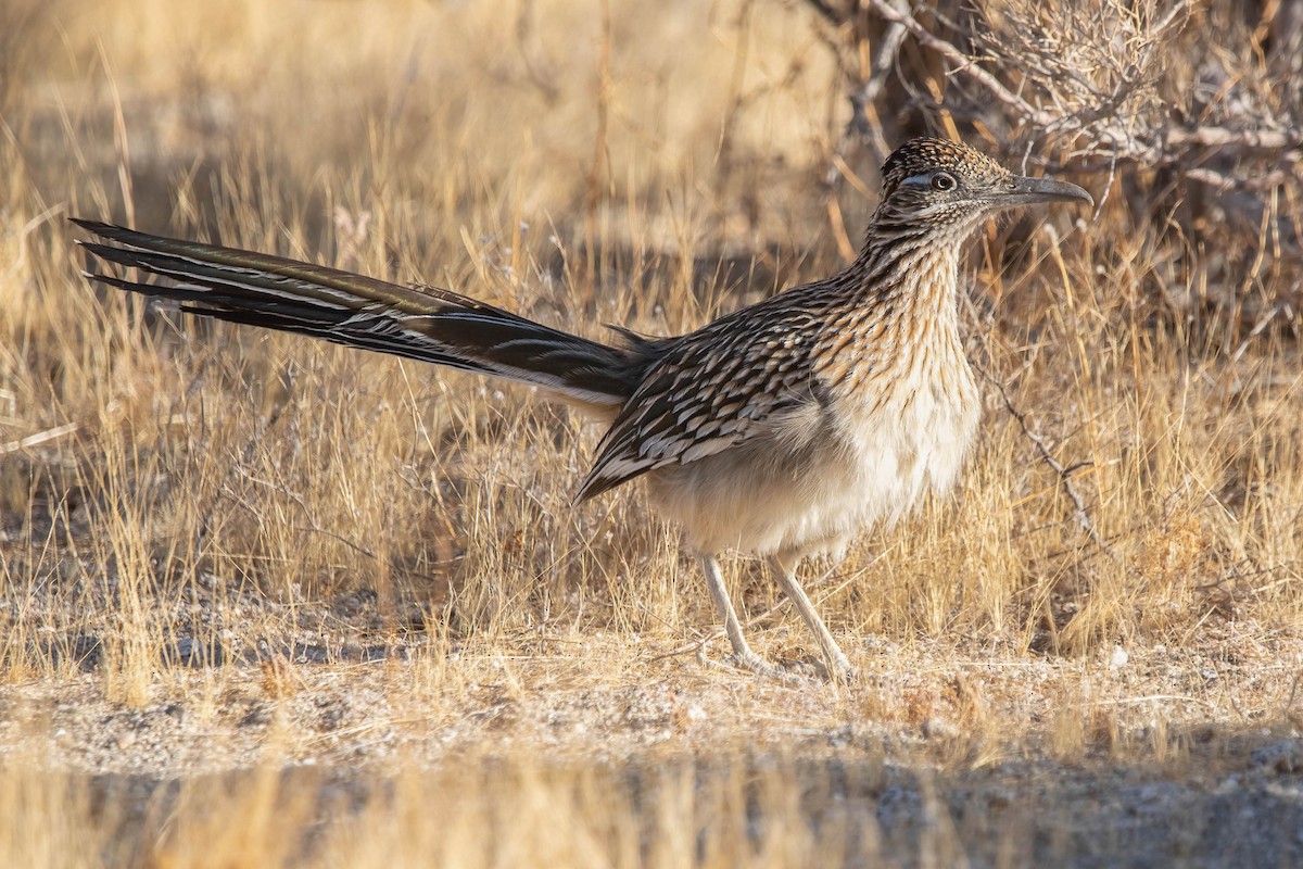 Greater Roadrunner - ML628789071