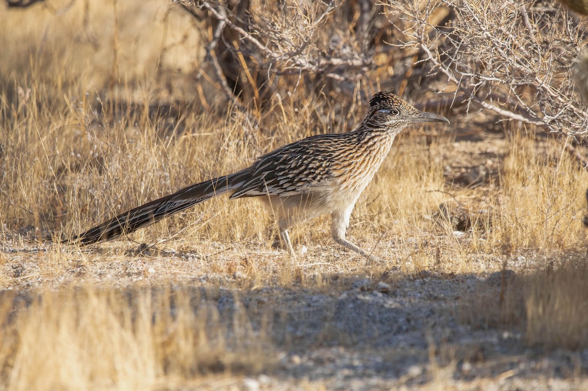 Greater Roadrunner - ML628789072