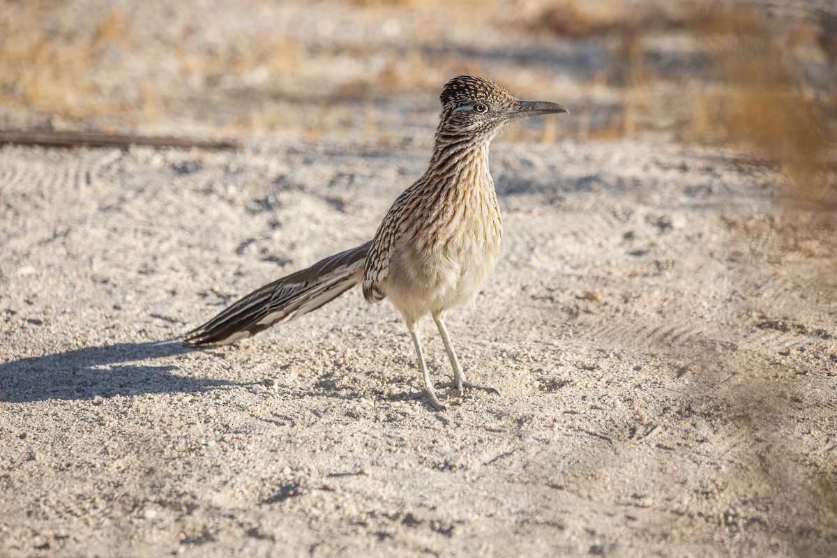 Greater Roadrunner - ML628789073