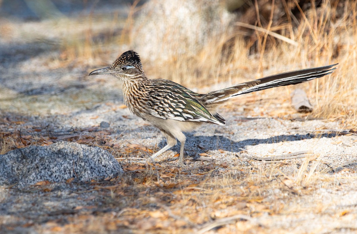 Greater Roadrunner - ML628789134