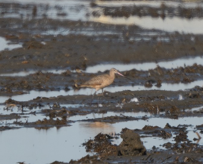 kanelspove - ML628789449