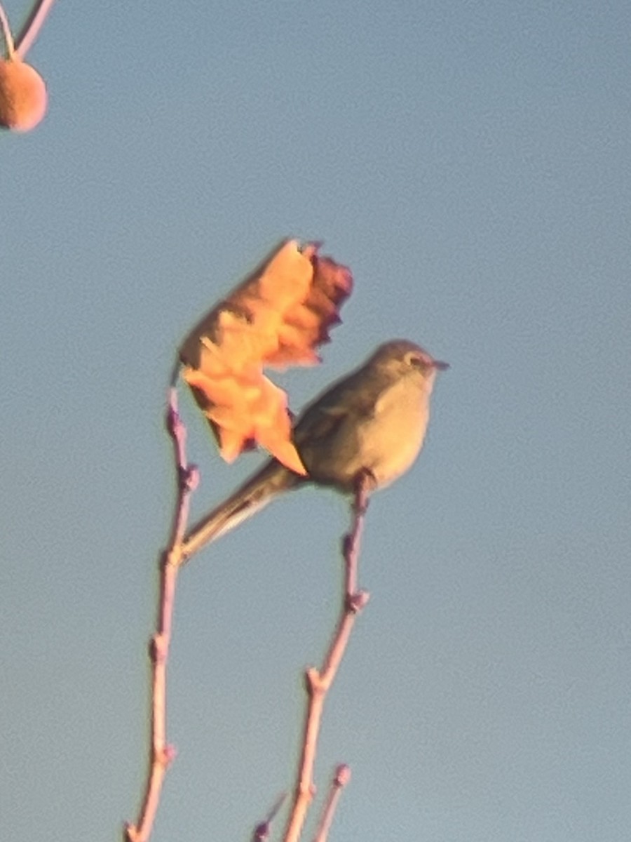 Townsend's Solitaire - ML628789716