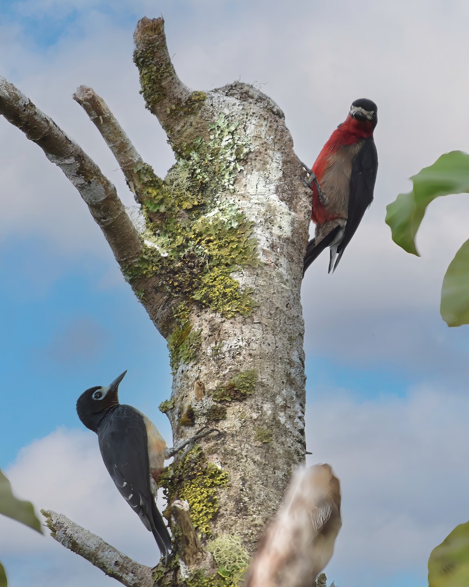 Puerto Rican Woodpecker - ML628790382