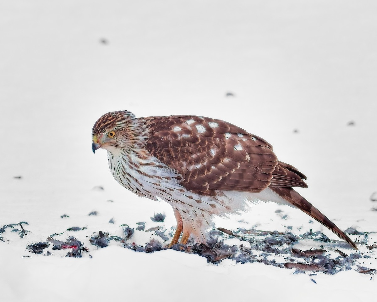 jestřáb americký - ML628790403