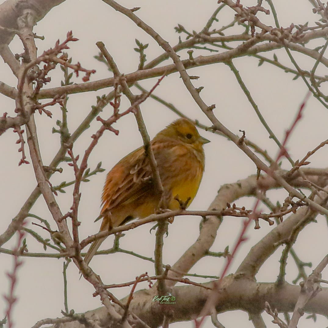 Yellowhammer - ML628790748