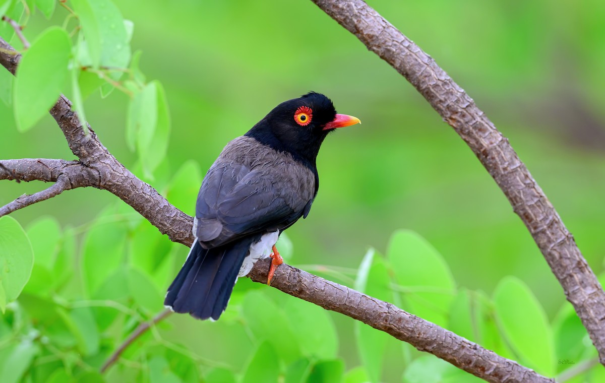 Retz's Helmetshrike - ML628790933