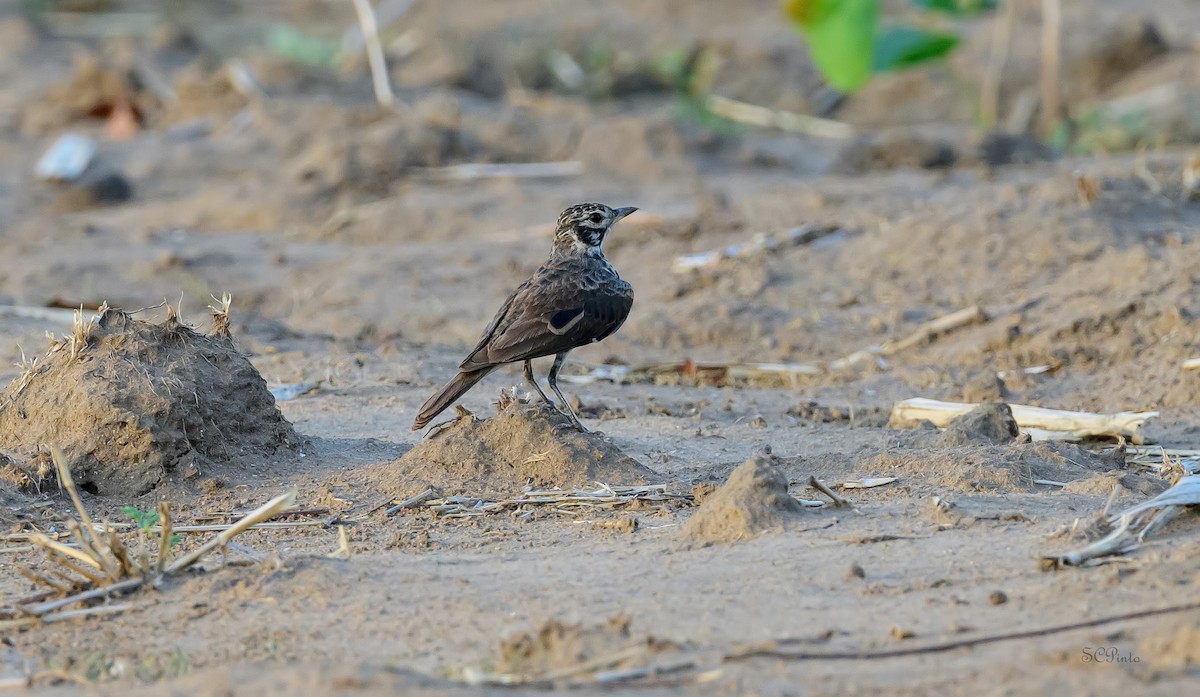Dusky Lark - ML628790995