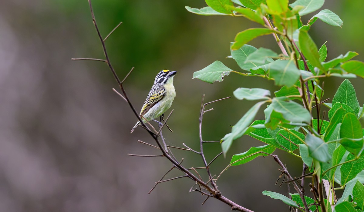 Yellow-fronted Tinkerbird - ML628791591